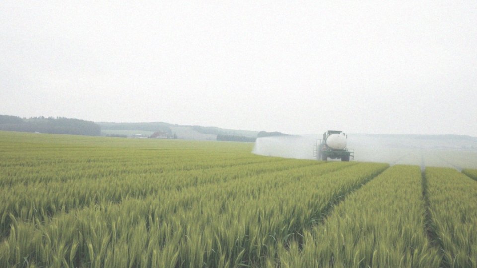 Jak stosować opryski na jęczmień ozimy?