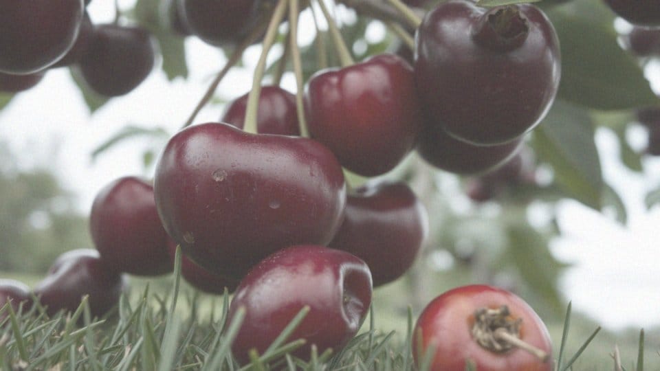 Jak rozpoznać obecność robaków w czereśniach?