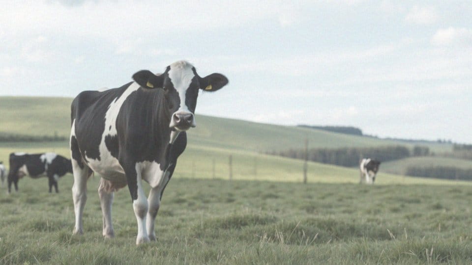 Jakie są różnice w ciąży pojedynczej a bliźniaczej?