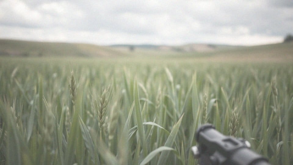 Chwastox Turbo 340 SL na trawnik – skuteczny sposób na chwasty